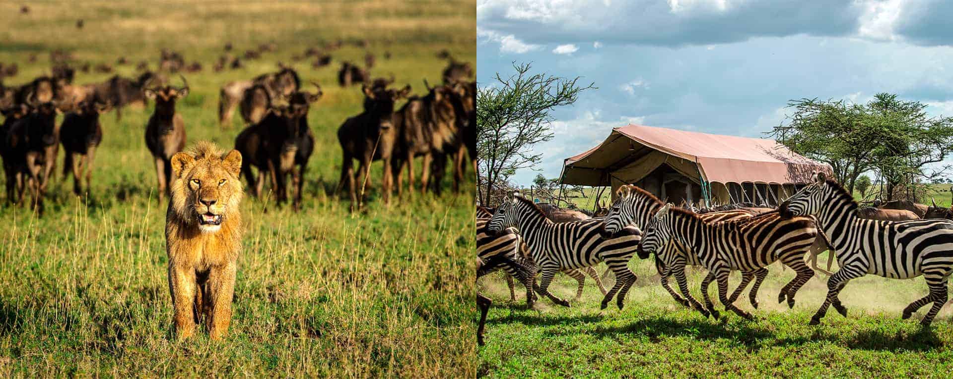 10-Day Tanzania Safari and Mount Meru Trekking Adventure