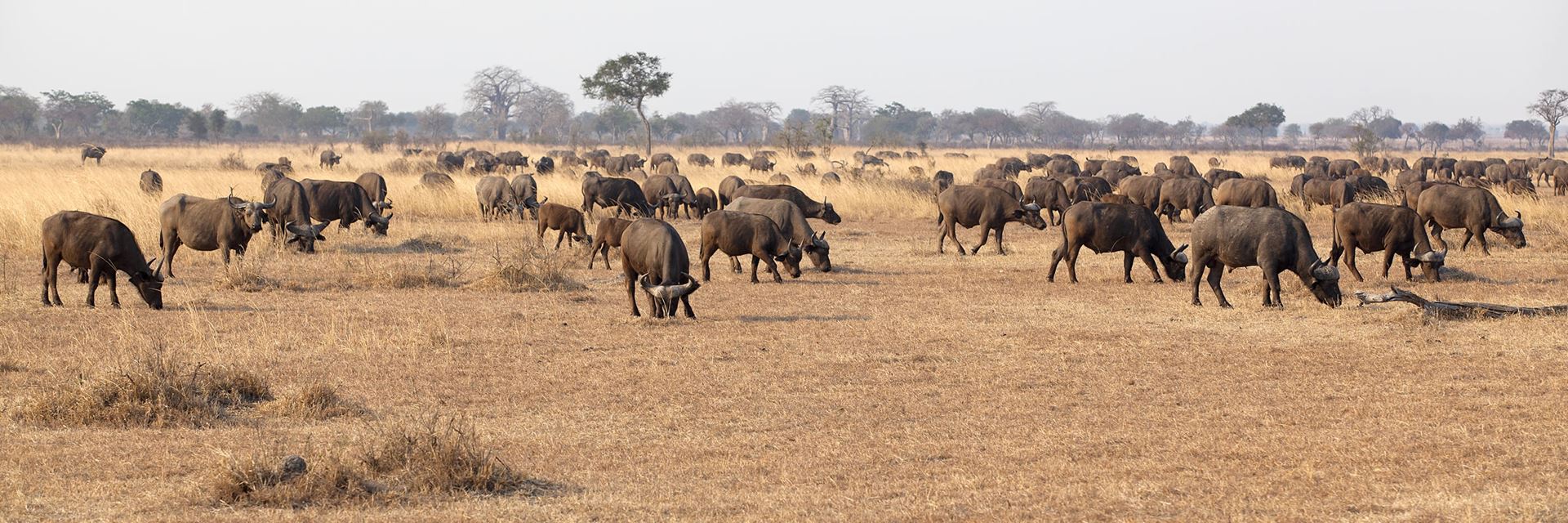 2 Days Nyerere (Selous) Safari Itinerary