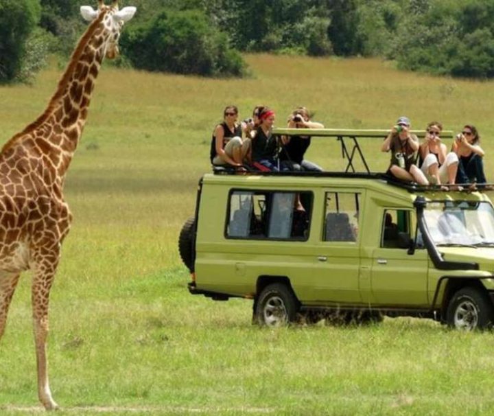 2 Days Safari to Mikumi fromDar es Salaam