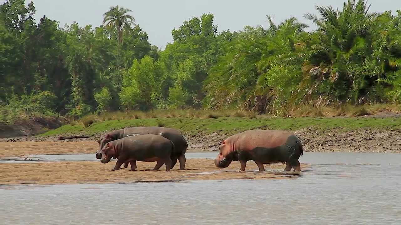 3 Days Bush to Beach Saadani National Park Ways African Safaris