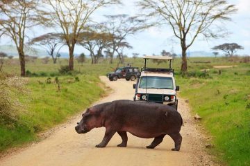 3 Days Nyerere (Selous) Flying Safari from Zanzibar