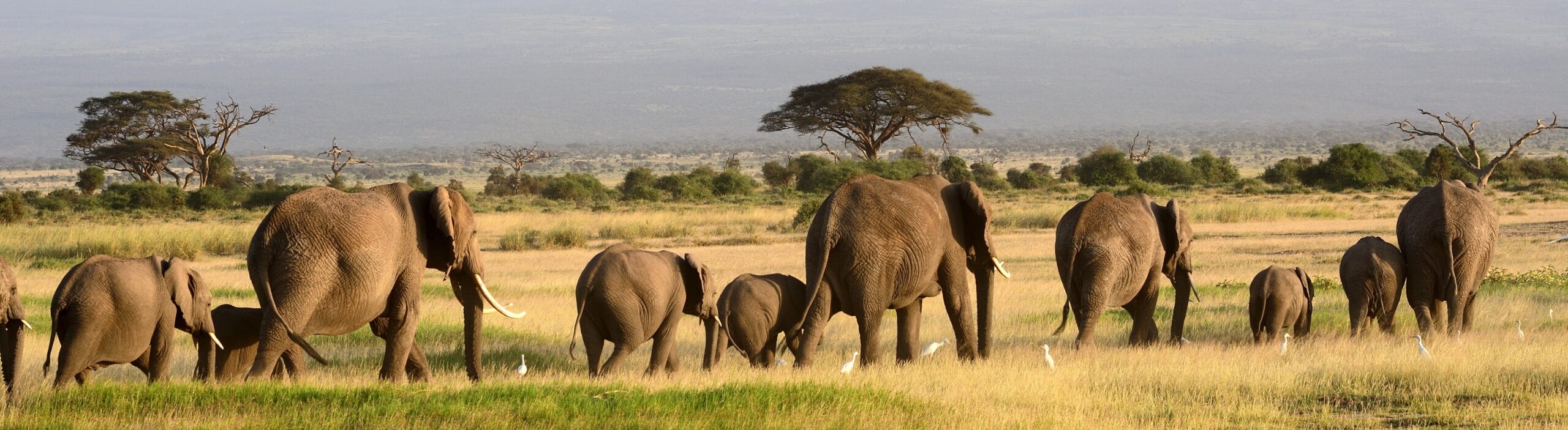 3 Days Safari from Dar es Salaam to Mikumi Budget Tour