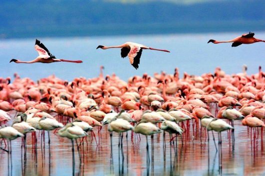 Day Trip Safari to Lake Manyara National Park