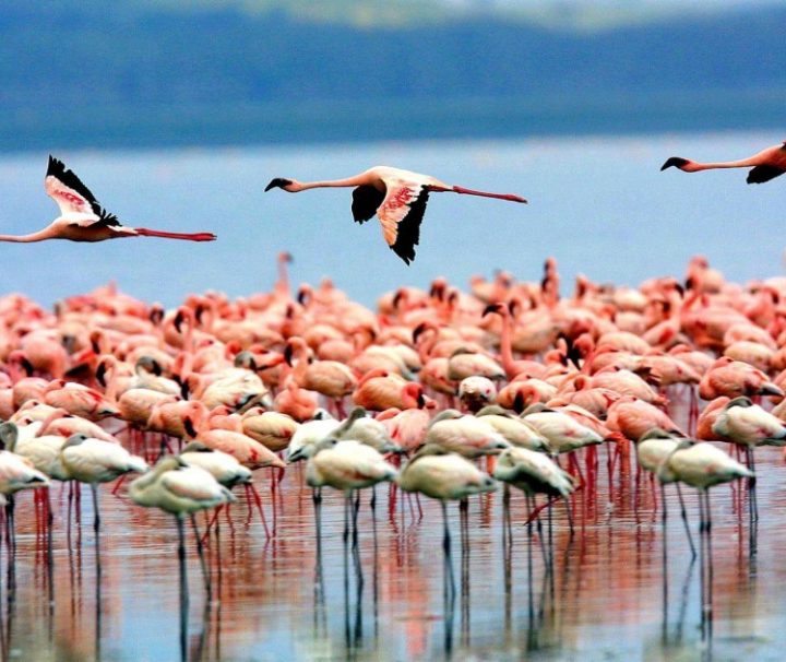 Day Trip Safari to Lake Manyara National Park