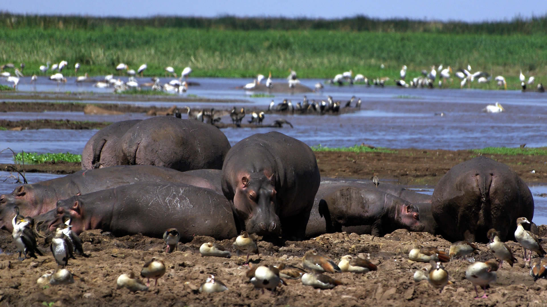 Day Trip Safari to Lake Manyara National Park Ways African Safaris