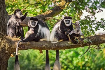 Day Trip to Arusha National Park