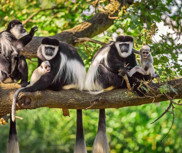 Day Trip to Arusha National Park