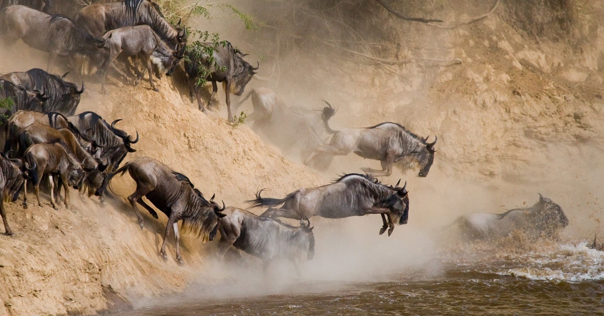 The Greater Wildebeest migration in Serengeti Tanzania