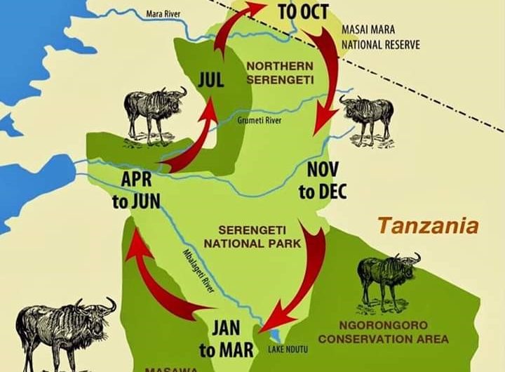 The Greater Wildebeest Migration in Serengeti Tanzania