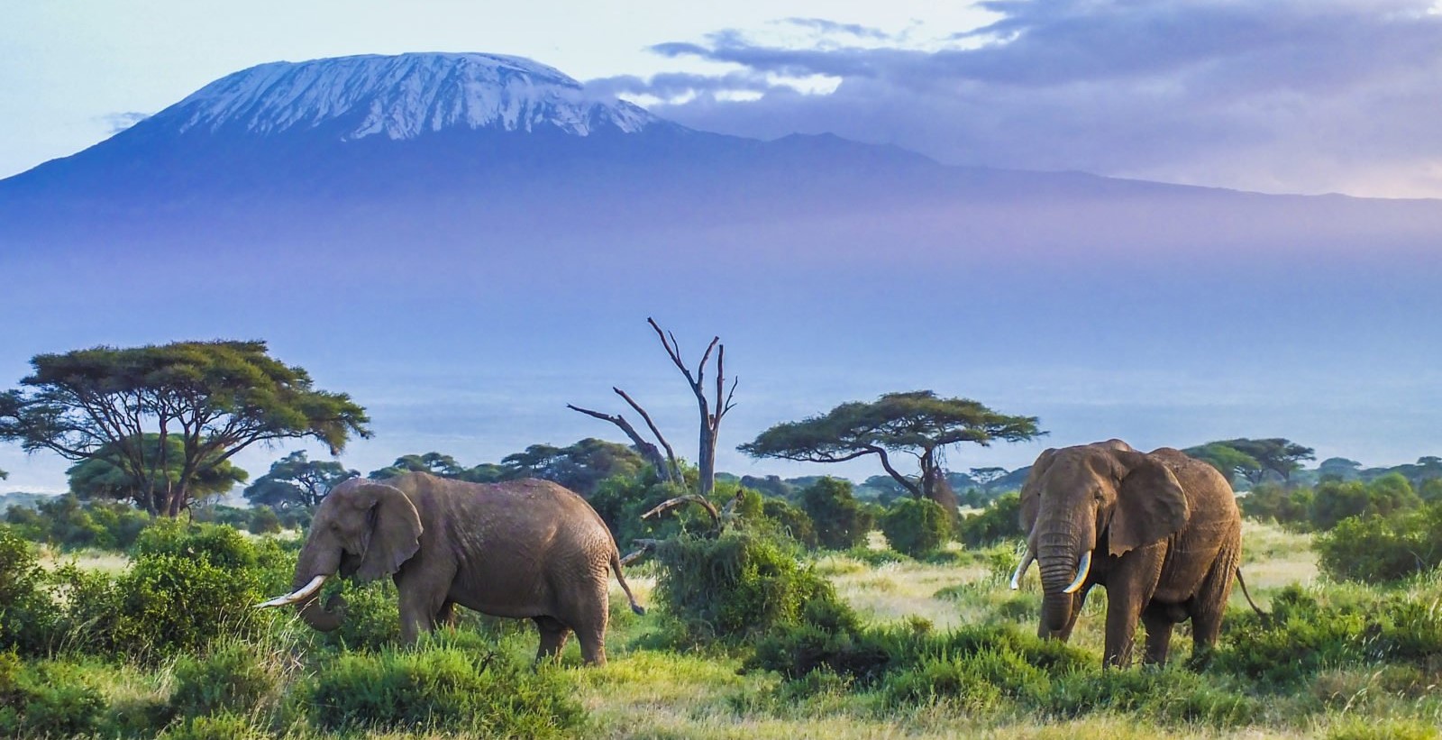 18 Day Kilimanjaro Trek Wildlife Safari and Zanzibar Beaches