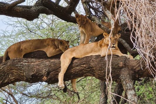 2 Day Safari Arusha Tarangire National Park