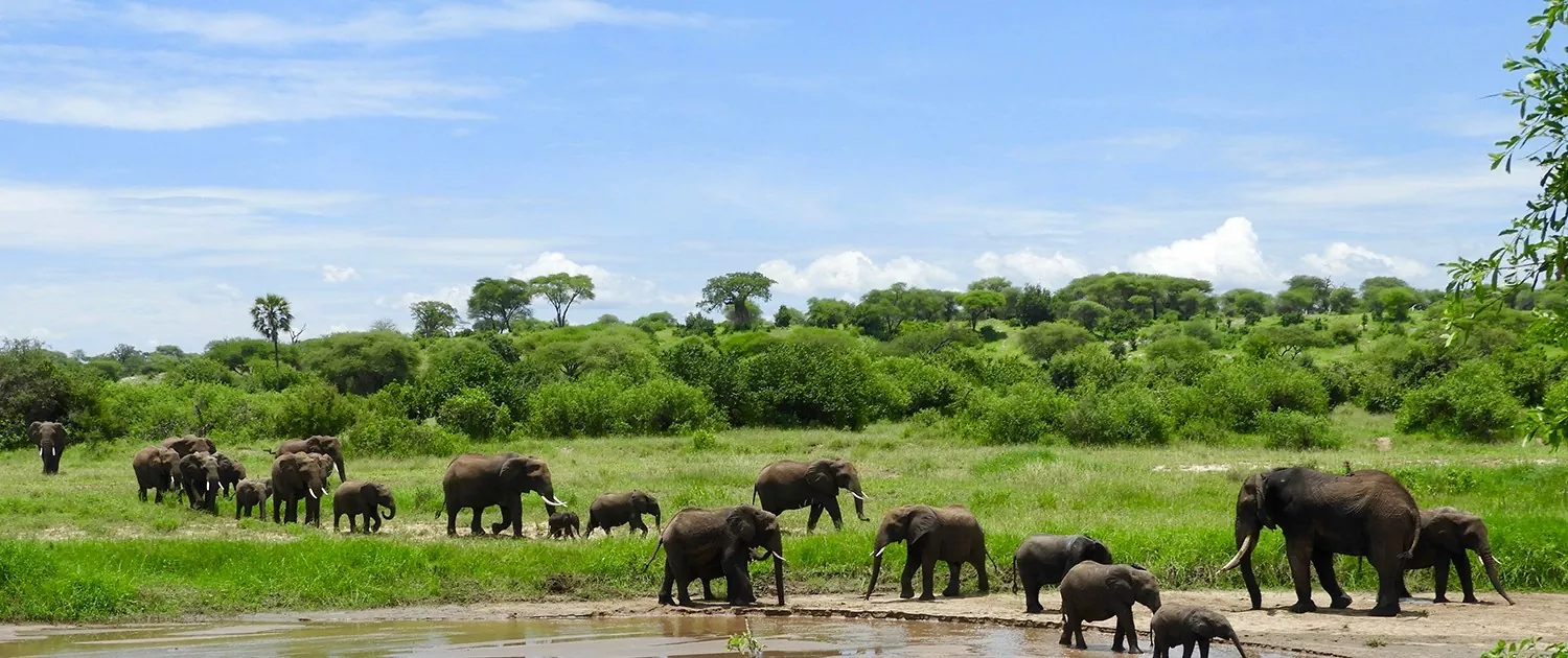 2 Day Safari Arusha Tarangire National Park Elephants at River