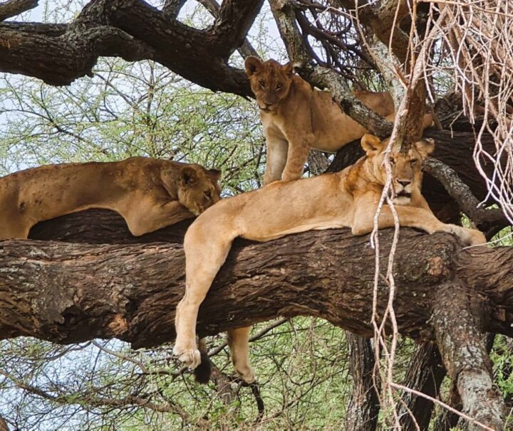 2 Day Safari Explore Arusha & Tarangire National Park