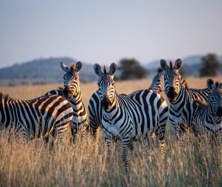 3 Day Safari Mikumi National Park from Dar es Salaam