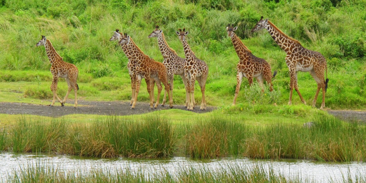 3 Day Safari to Mikumi National Park from Dar es Salaam