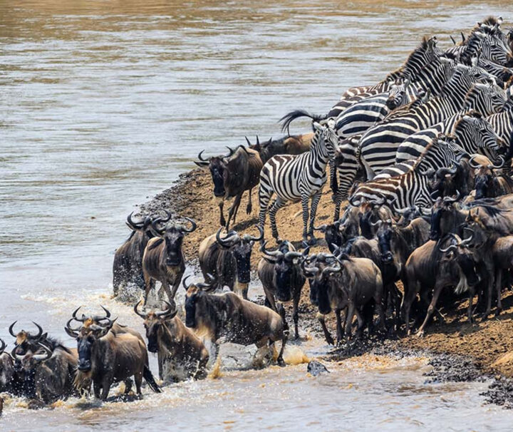 3 Days Fly in Tanzania Safari to Ngorongoro & Serengeti