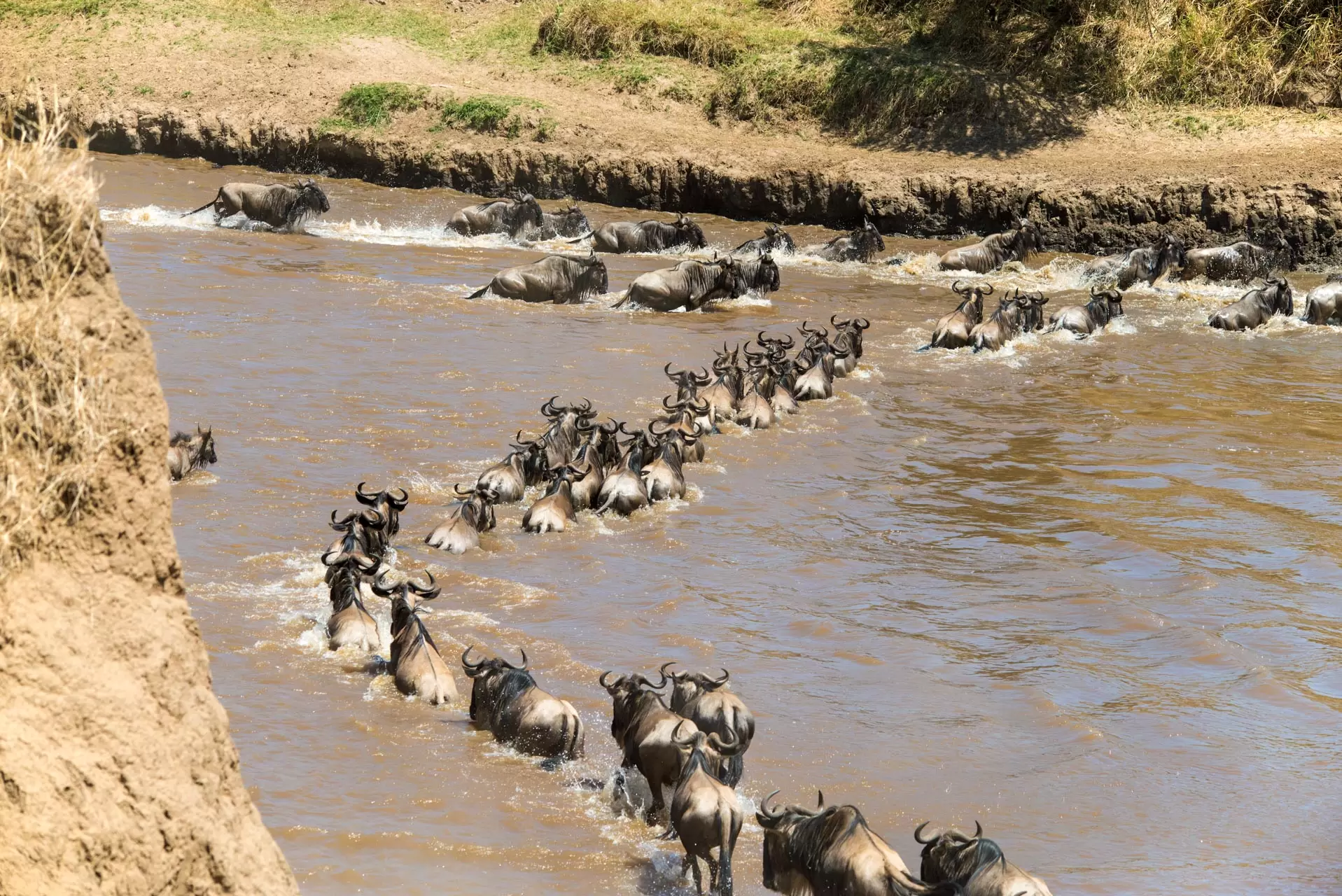 6 Day Classic Serengeti Migration Mara River Crossing Ways African Safaris