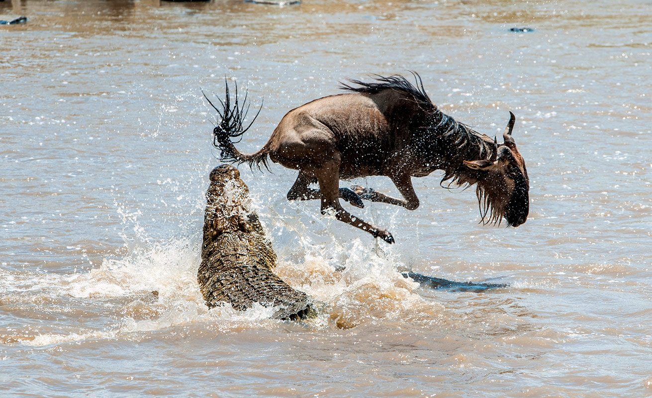 6 Day Classic Serengeti Migration Mara River Crossing