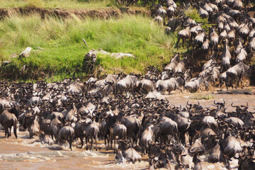 6 Days Experience the Mara River Crossing