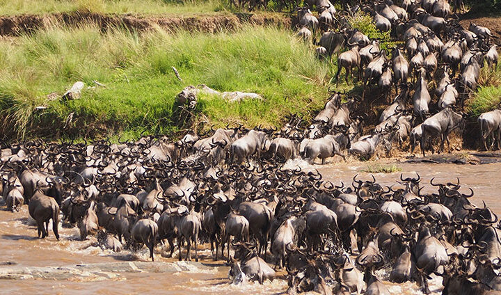 6 Days Experience the Mara River Crossing