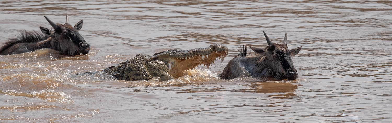 6 Days Experience the Mara River Crossing