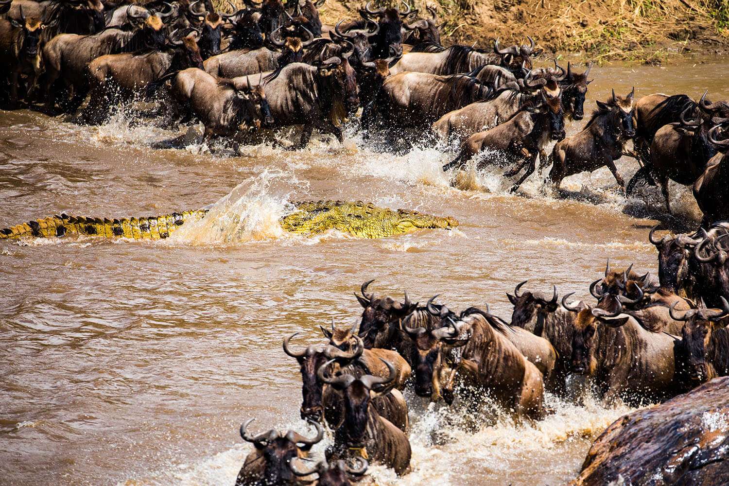 8 Day Western Wildebeest Migration May to July in Mid Range