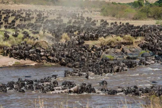 9 Day Serengeti Wildebeest Migration Safari