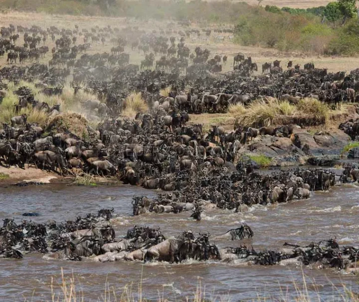 9 Day Serengeti Wildebeest Migration Safari