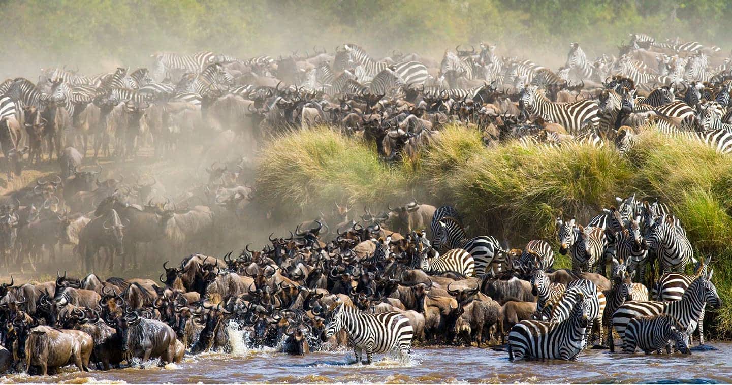 9 Day Serengeti Wildebeest Migration Safari