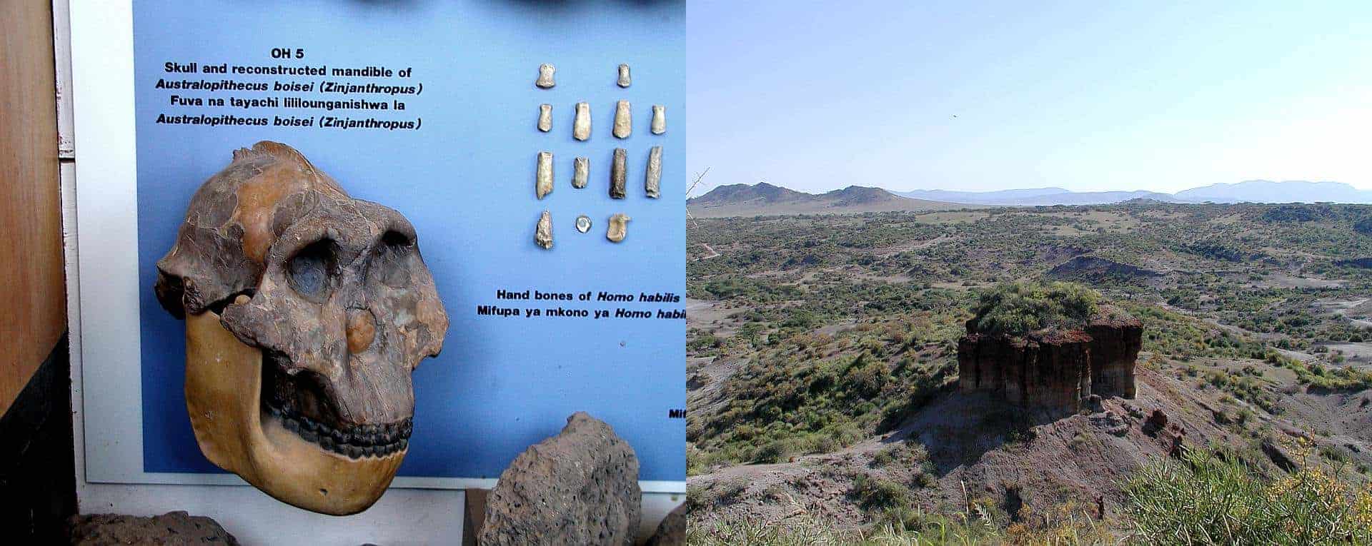 Day Tour Olduvai Gorge to Ngorongoro