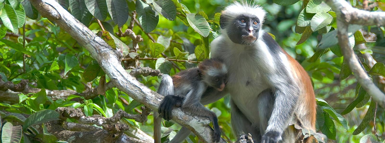 Day Tour to Jozani Forest Zanzibar