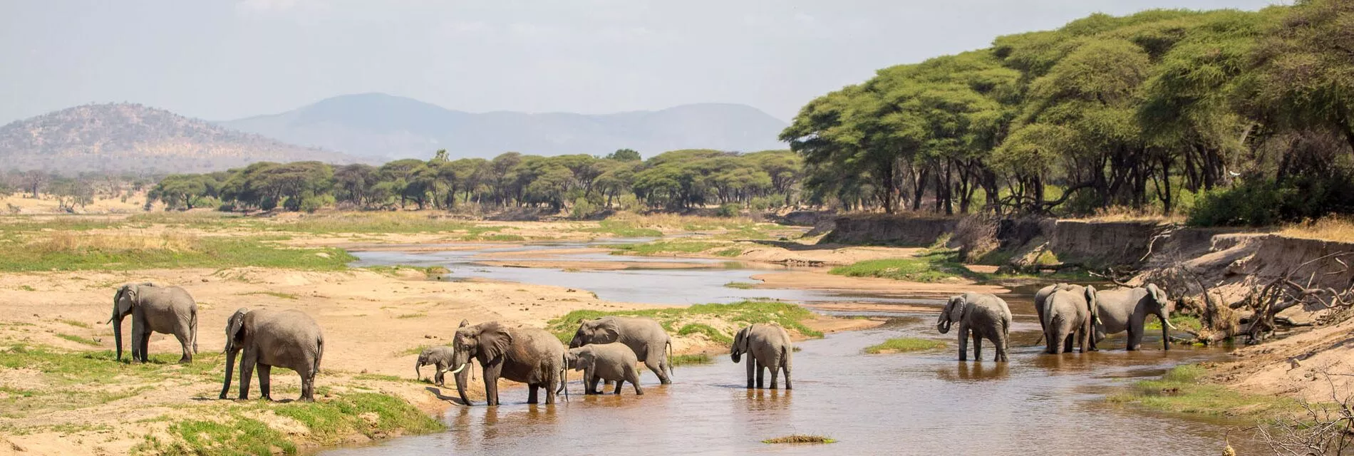 Day Trip to Mikumi National Park Fly from Zanzibar Ways African Safaris 