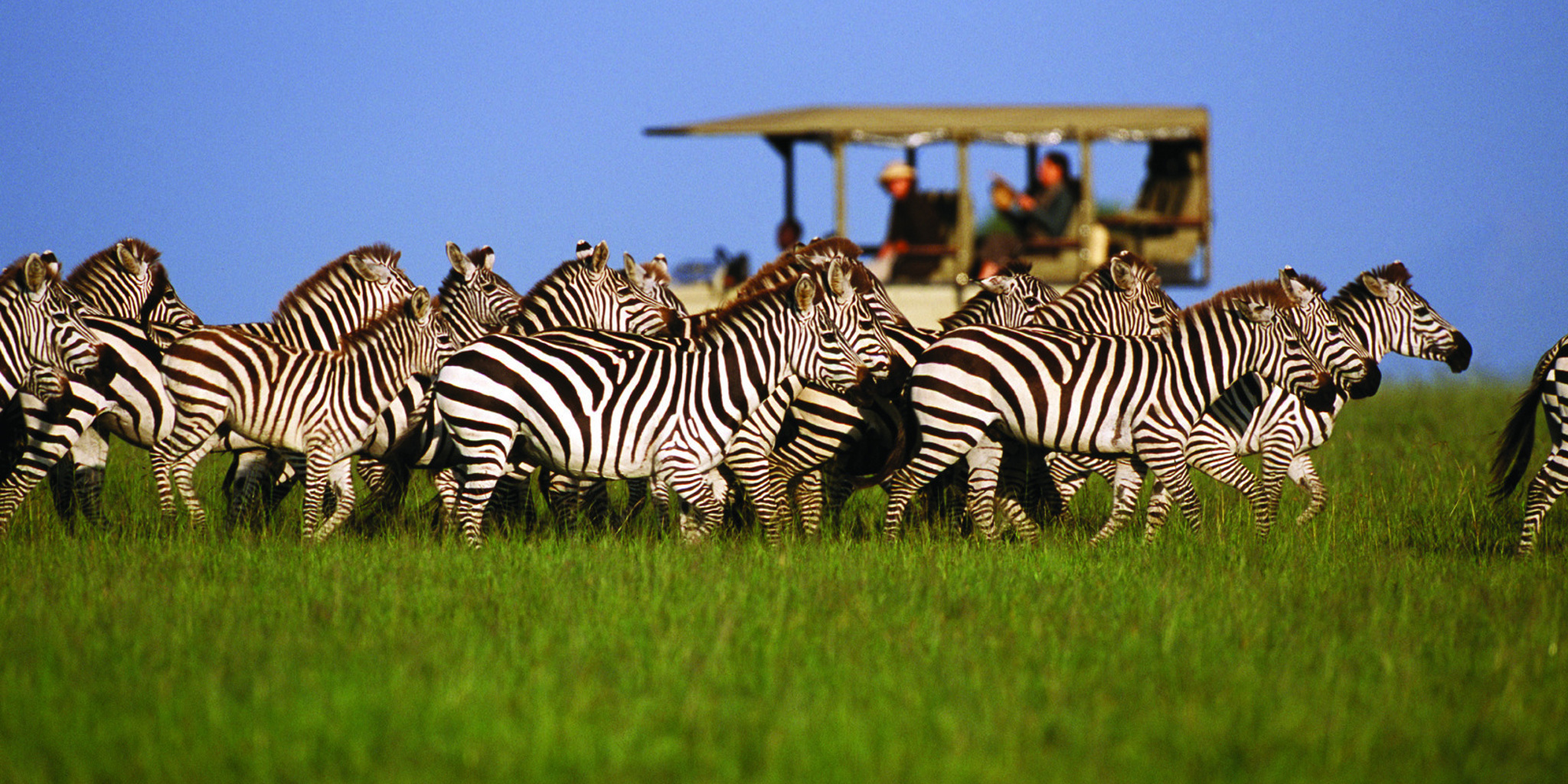 2 Days Serval Wildlife Tour from Zanzibar OR Dar Es Salaam