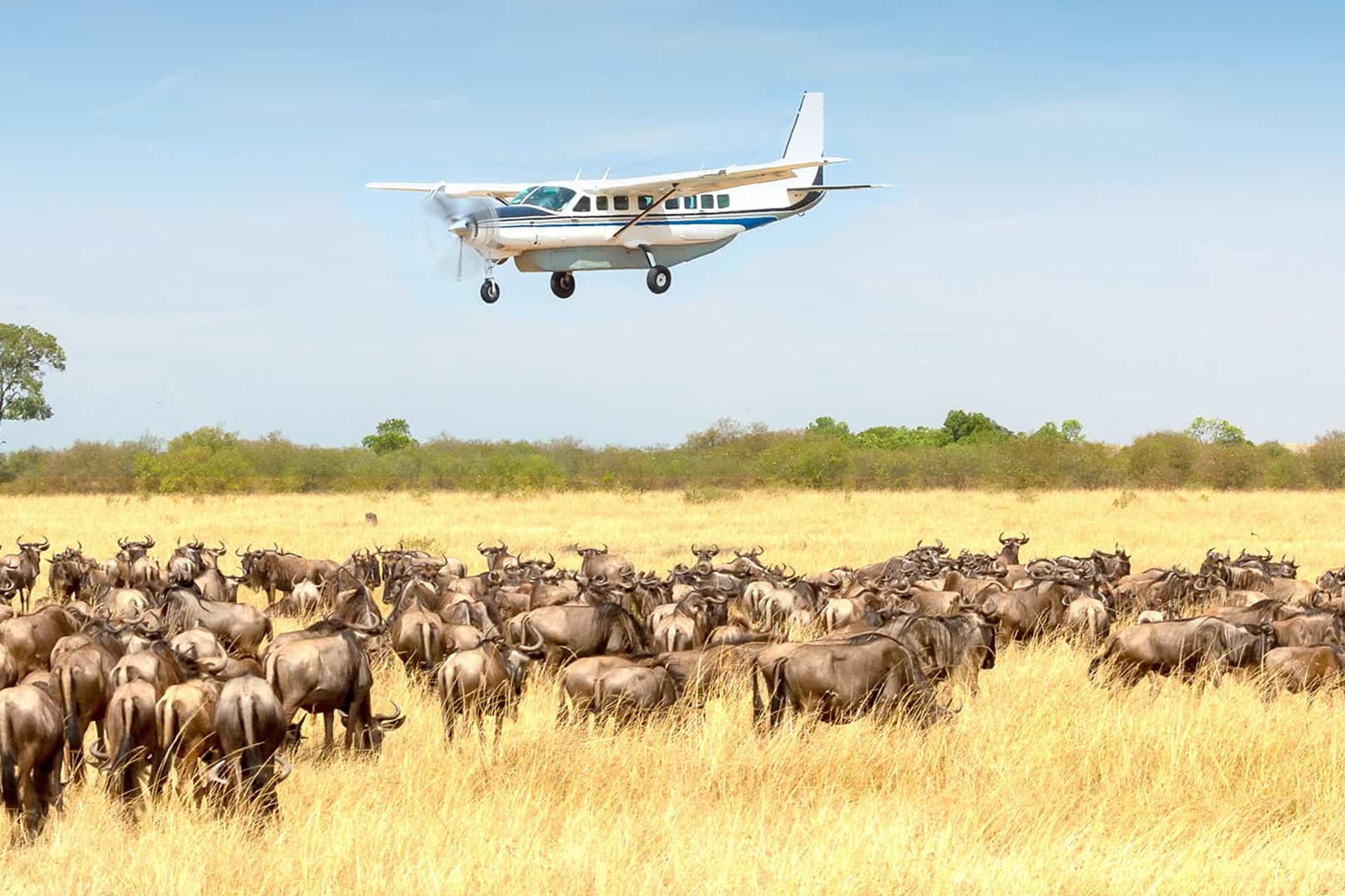 4 Days Last Minutes Safari Flying from Zanzibar