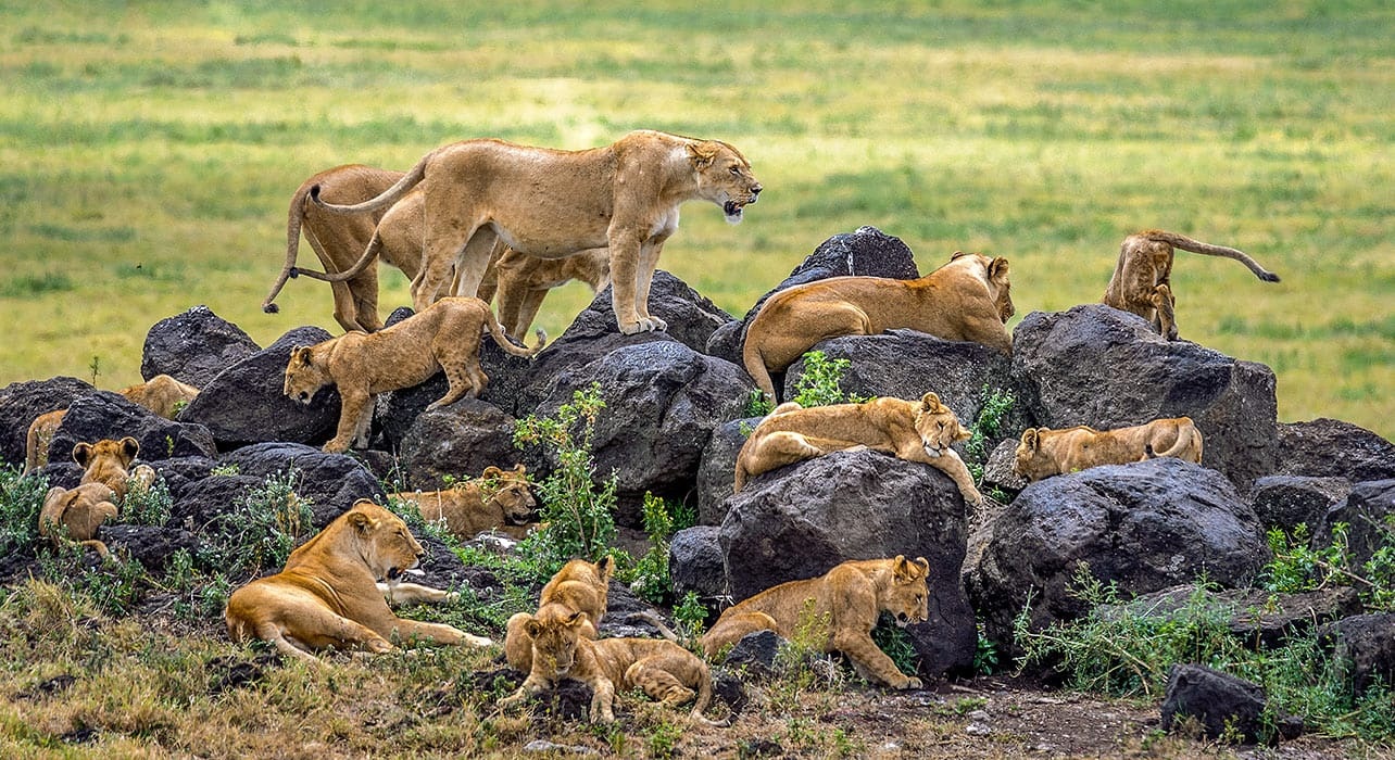 4 Days Serengeti Ngorongoro Flying Last Minutes Safari from Zanzibar