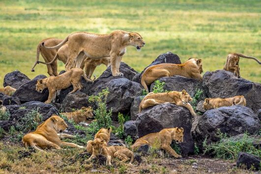 4 Days Serengeti Ngorongoro Flying Last Minutes Safari from Zanzibar