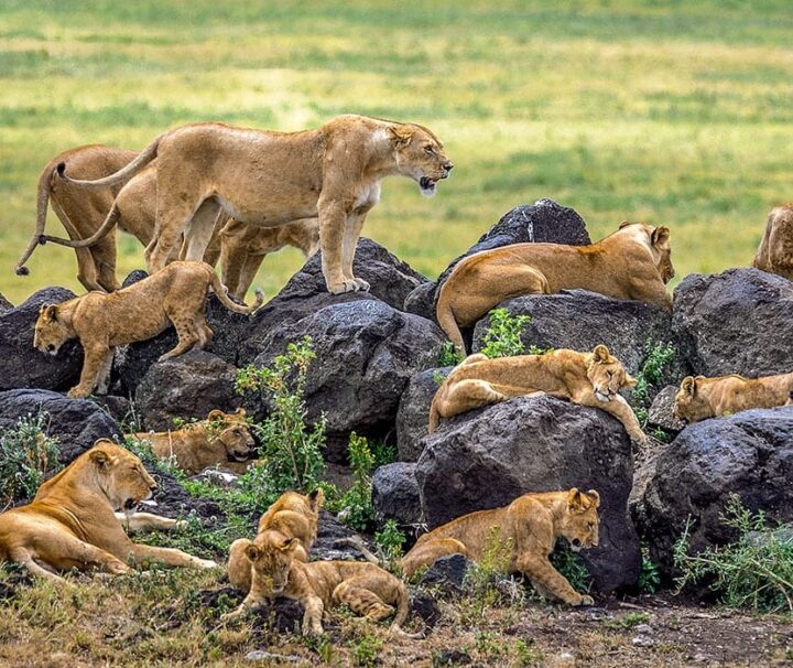 4 Days Serengeti Ngorongoro Flying Last Minutes Safari from Zanzibar