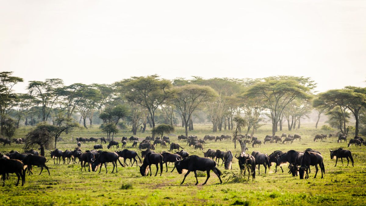 4 Days Serengeti Ngorongoro Flying Last Minutes Safari from Zanzibar