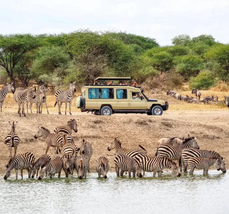 4 Days Southern Tanzania Safari Ways African Safaris
