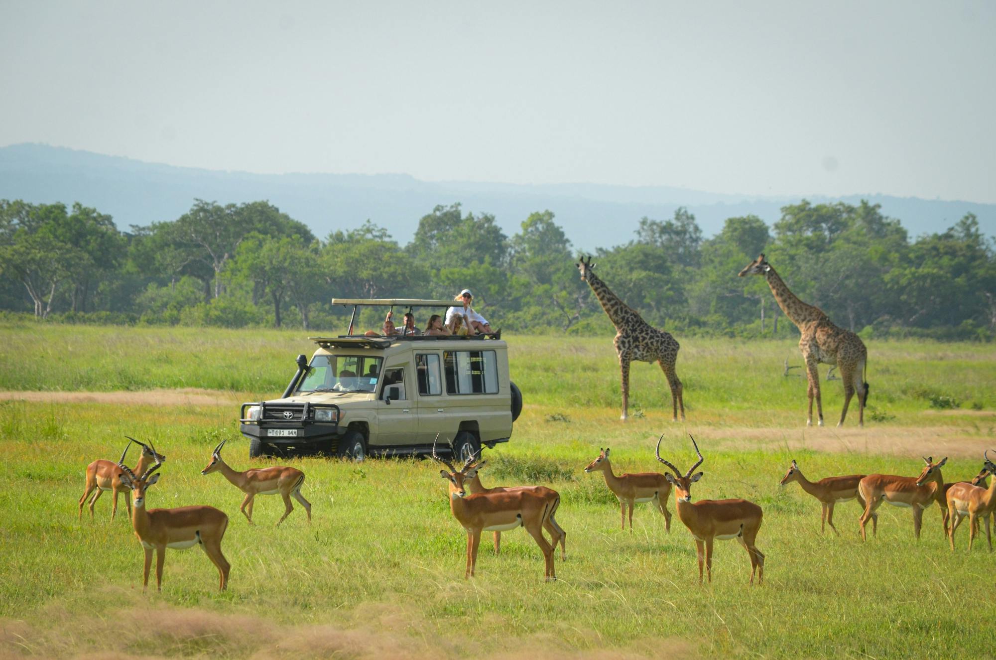 Mikumi National Park Ways African Safaris