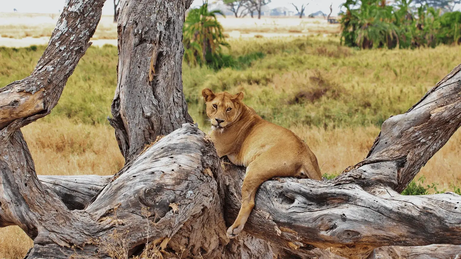 Tarangire National Park Ways African Safaris