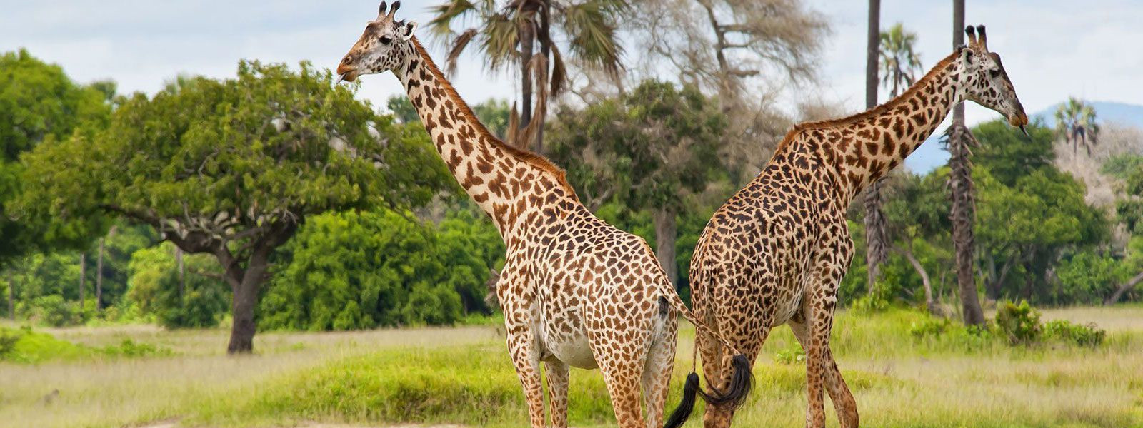 3-Day Nyerere (SELOUS) Safari from Dar Es Salaam