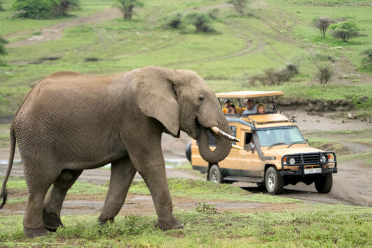 6 Day Southern Tanzania Safari