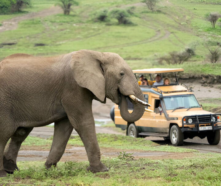 6 Day Southern Tanzania Safari