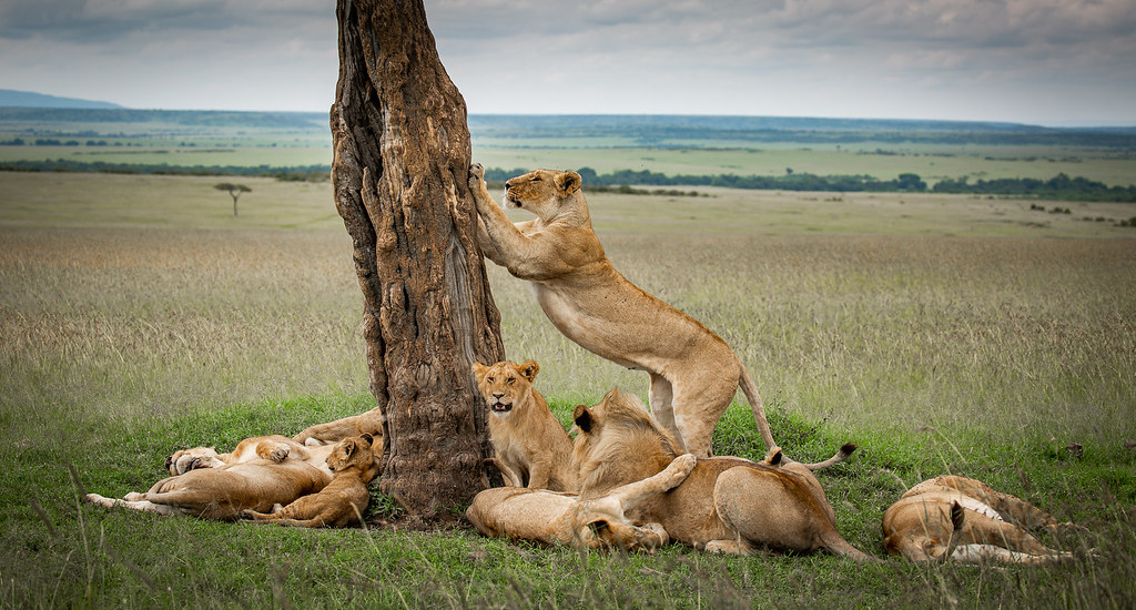 7 Day Kenya and Tanzania Safari 