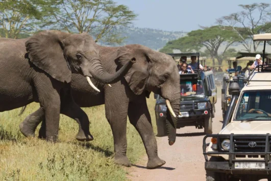 7 Day Kenya and Tanzania Safari Ways African Safaris