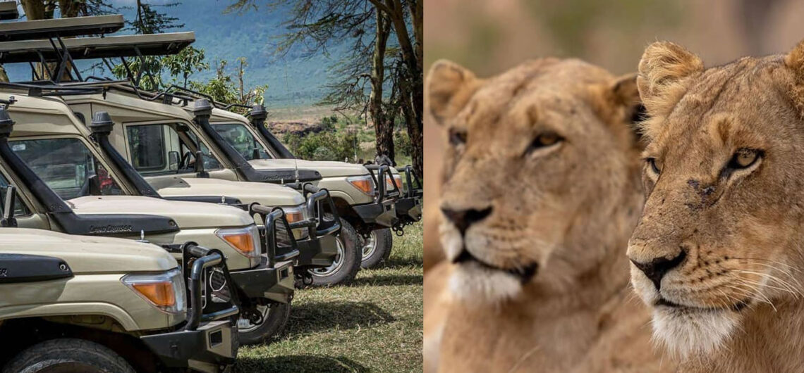 African Countries to Visit in December for Safari