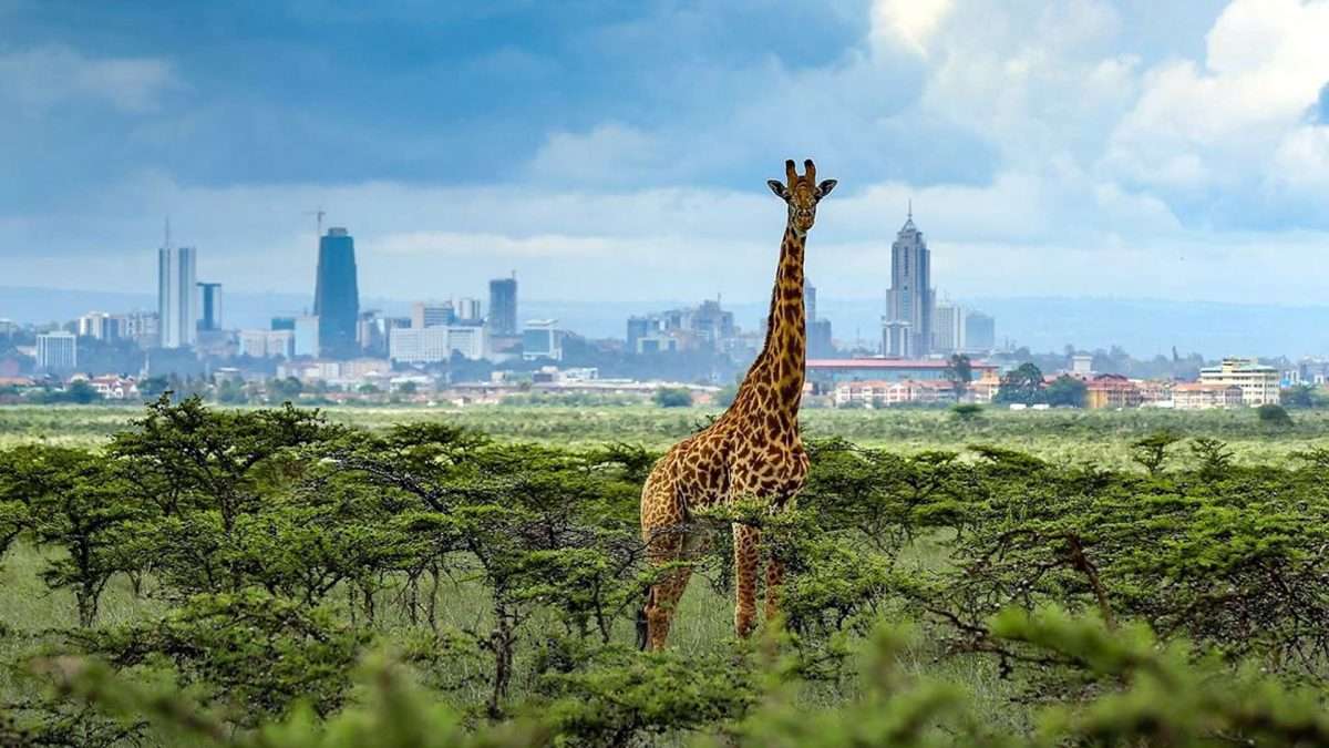 African Countries to Visit in December for Safari Ways African