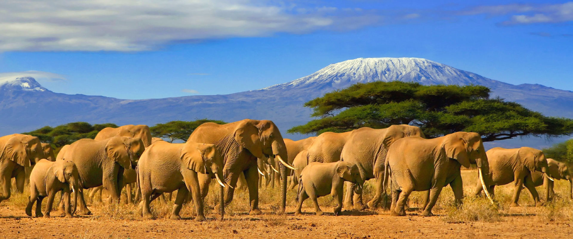 African Countries to Visit in December for Safari Ways African Safaris