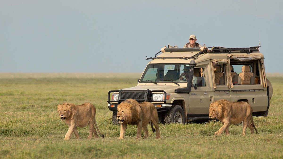 African Tours & Safaris